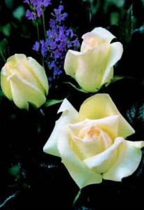 SILVER ANNIVERSARY (hybrid tea)